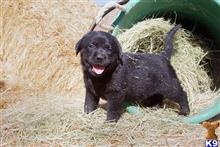 labrador retriever puppy posted by tarmoabaaba