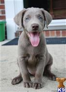 labrador retriever puppy posted by tarmoabaaba