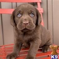 labrador retriever puppy posted by tarmoabaaba