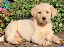labrador retriever puppy posted by tarmoabaaba