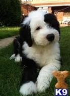 old english sheepdog puppy posted by tarmoabaaba