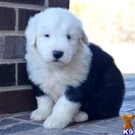 old english sheepdog puppy posted by tarmoabaaba