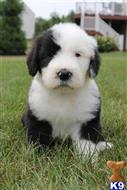 old english sheepdog puppy posted by tarmoabaaba