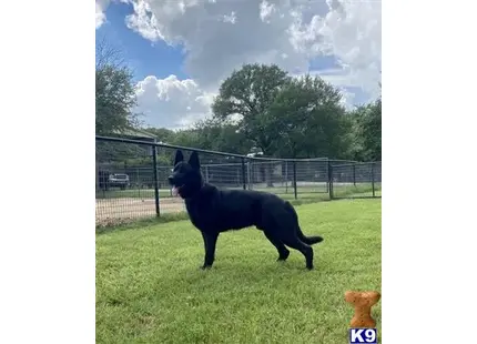 German Shepherd stud dog: a black german shepherd dog in a grassy area