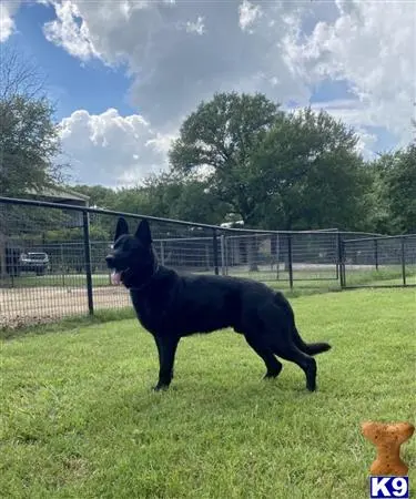 German Shepherd stud dog: a black german shepherd dog in a grassy area