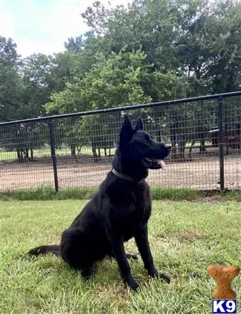 German Shepherd stud dog: a black german shepherd dog sitting in a grassy area with trees in the background
