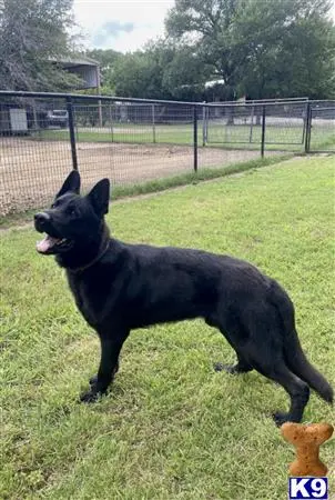 German Shepherd stud dog: a black german shepherd dog standing on grass