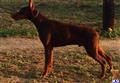 Doberman Pinscher