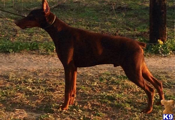 Doberman Pinscher dog