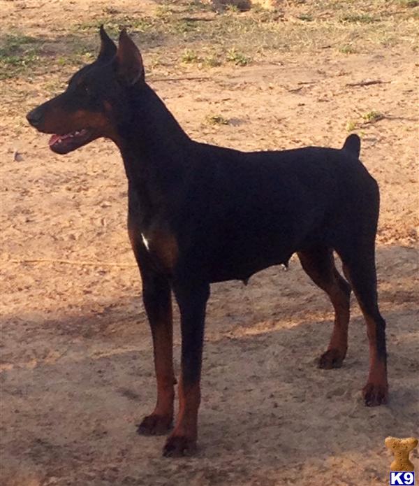 Doberman Pinscher