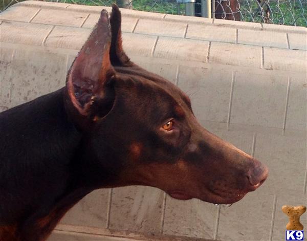 Doberman Pinscher dog