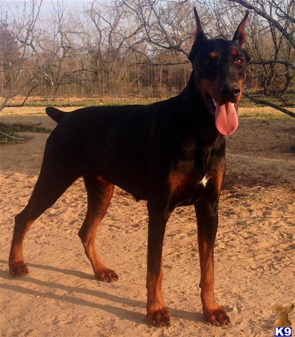 Doberman Pinscher dog