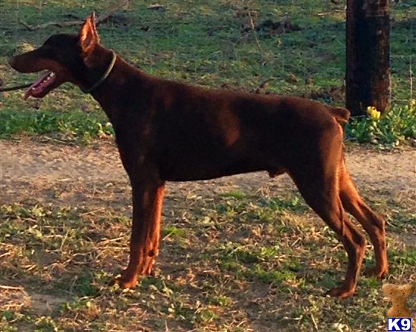 Doberman Pinscher dog