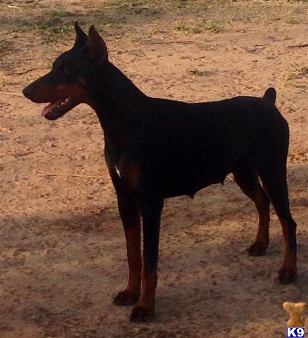 Doberman Pinscher dog