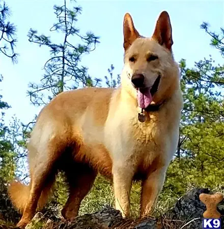 German Shepherd stud dog