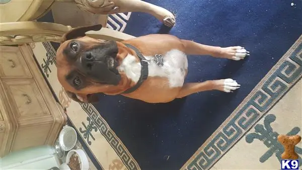 Boxer stud dog