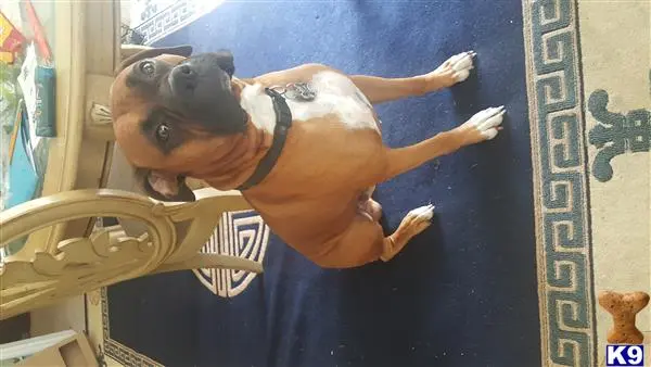 Boxer stud dog