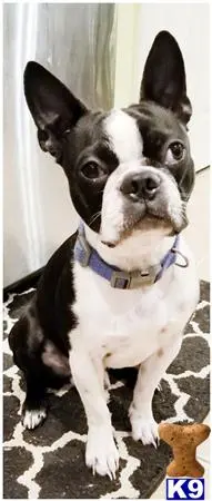 Boston Terrier stud dog