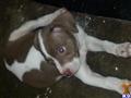american pit bull puppy posted by tayedwards0812
