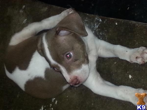 american pit bull puppy posted by tayedwards0812