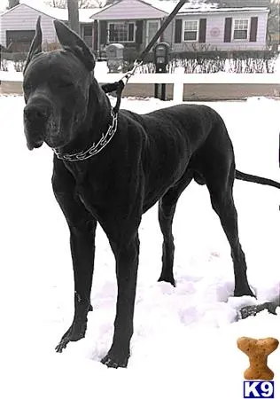 Great Dane stud dog