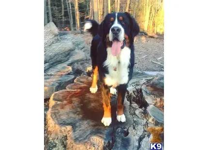 Bernese Mountain Dog