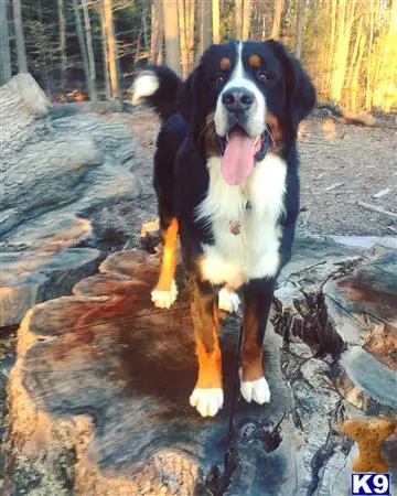 Bernese Mountain Dog stud dog