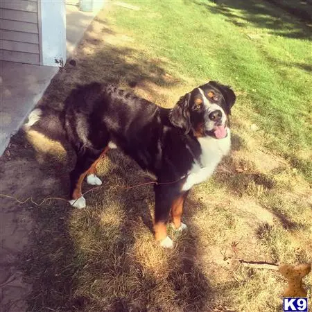 Bernese Mountain Dog stud dog