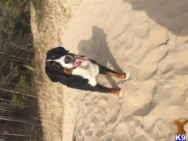 Bernese Mountain Dog stud dog