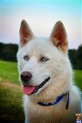 Siberian Husky stud dog: White Siberian Husky with blue eyes and a happy expression