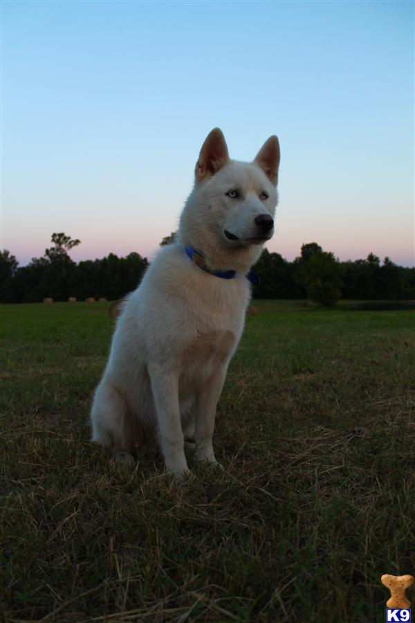 Siberian Husky stud dog