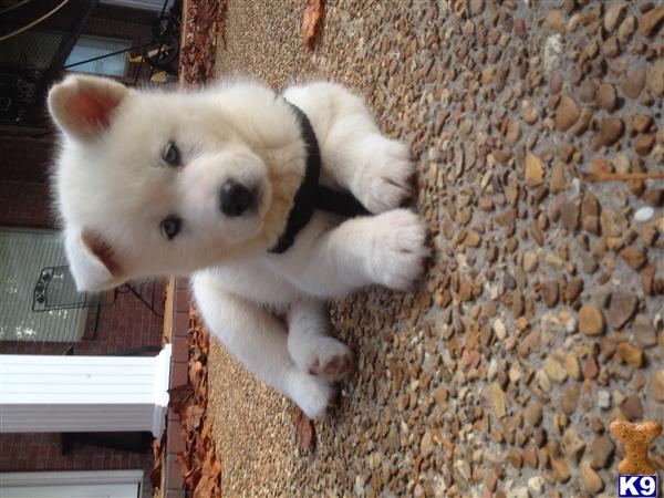 Siberian Husky stud dog