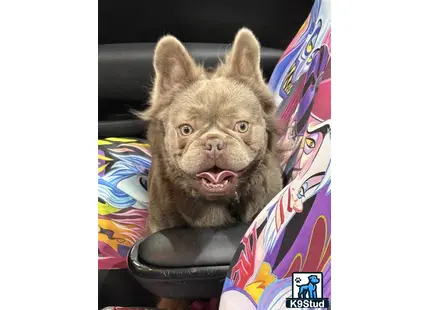 a cat in a car seat