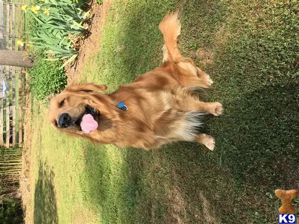 Golden Retriever stud dog