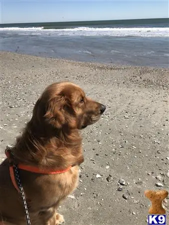 Golden Retriever stud dog