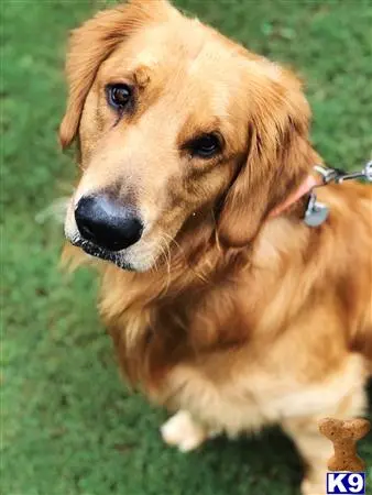 Golden Retriever stud dog