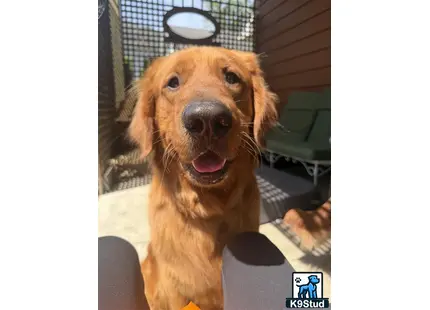 a golden retriever dog sitting in a car