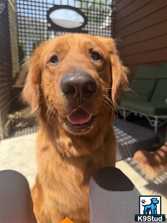 a golden retriever dog sitting in a car