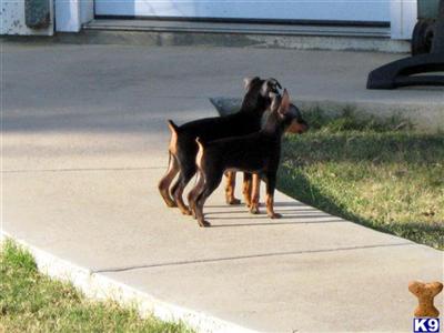 Black Miniature Pinscher dog puppies thinking
