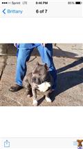 american pit bull puppy posted by tbarbare21