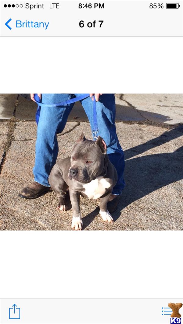 american pit bull puppy posted by tbarbare21