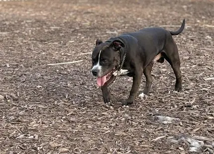 a american pit bull dog running in a dirt area
