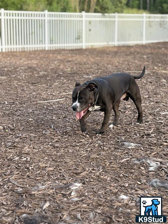 a american pit bull dog running in a dirt area