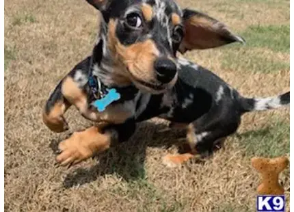 Dachshund