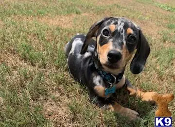 Dachshund stud dog