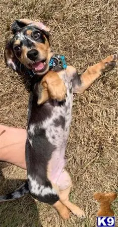 Dachshund stud dog