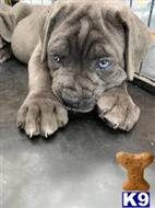 cane corso puppy posted by tbeghost