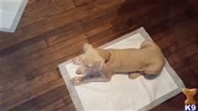 doberman pinscher puppy posted by tbetancourt