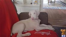 doberman pinscher puppy posted by tbetancourt