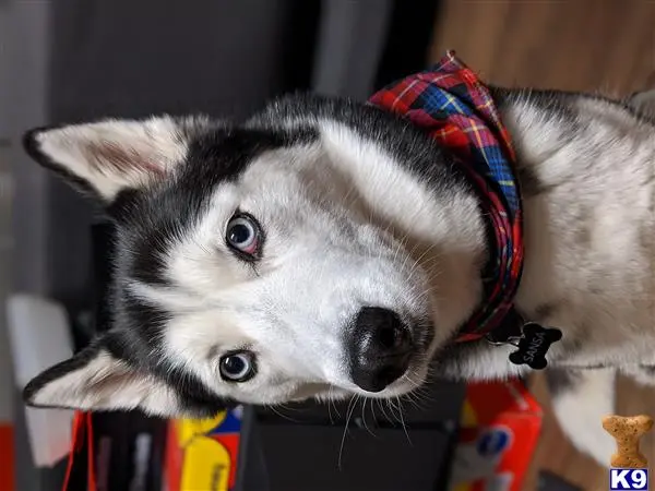 Siberian Husky female dog